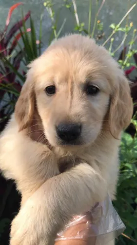 Golden retriever companheiros ideais
