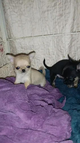 Fêmea bibelô chihuahua 