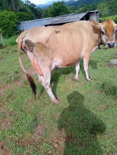 Vaca Jersey 