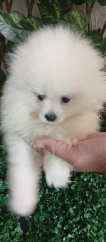 Lulu da pomerania