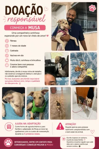 adoção da musa