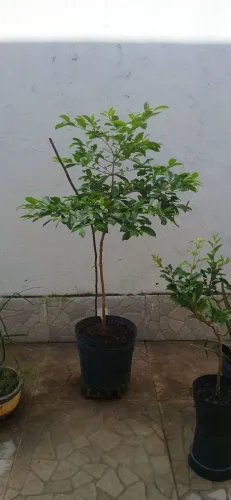 Muda de araçá amarelo