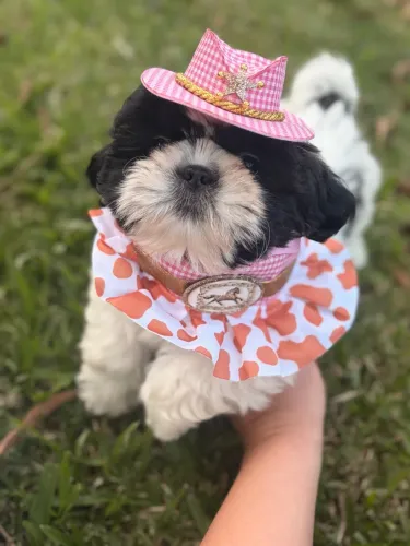 Shih tzu
