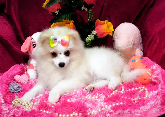 Spitz alemão 3 meses Fêmea 3 vacinas