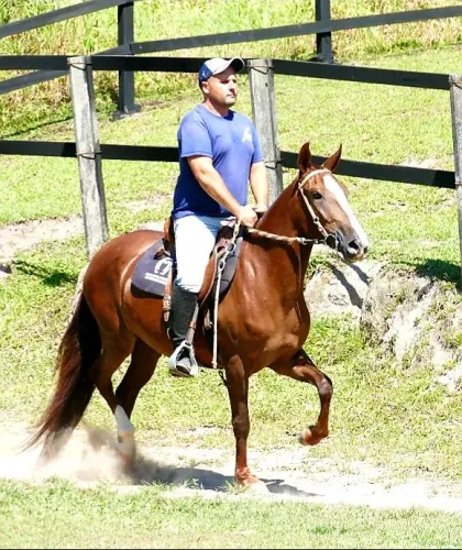 Égua Mangalarga Marchador 