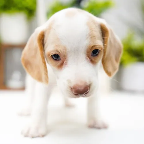 Beagle Bicolor: O charme do Branco e Dourado em um filhote irresistível.