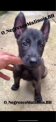 Pastor Belga Malinois