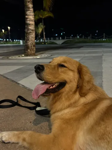 Golden 1 ano
