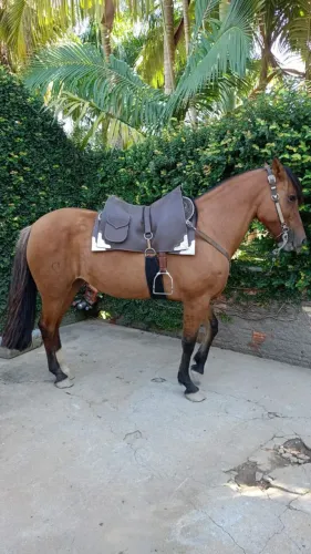 Cavalo Crioulo - Égua Crioula 
