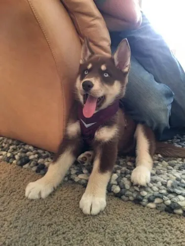 Husky siberiano Uma companhia para durar muito além de junho