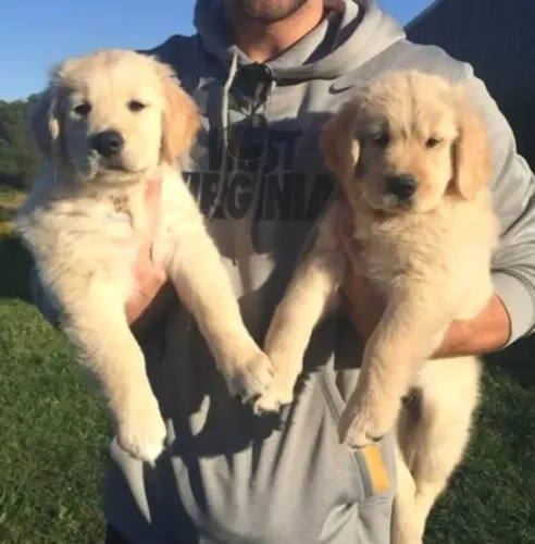 Golden Retriever Afeto que conforta nas horas difíceis