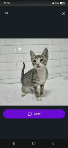 Adoção machinho, negativo FIV/FELV, para lares telados
