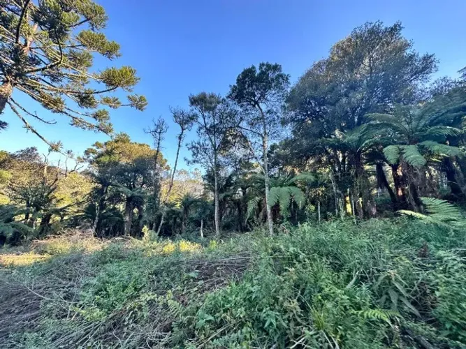 Chácara de 2 hectares a venda em Mundo Novo- Urubici-SC