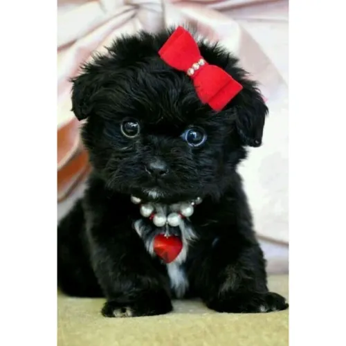 Shih Tzu peludinhos