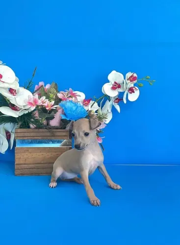 Galgo Italiano disponivel a pronta entrega 28