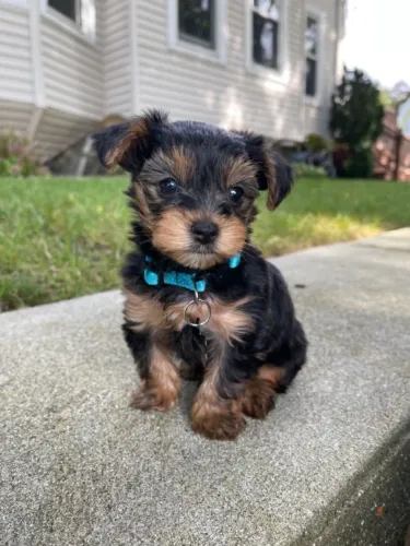 Yorkshire Terrier - Companheiro Perfeito