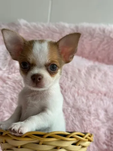 Chihuahua cabeça perfeita e muito fofinho.