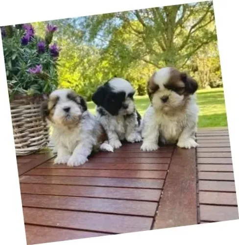Lhasa Apso Tricolor Macho - Minúsculo e Cheio de Carinho!