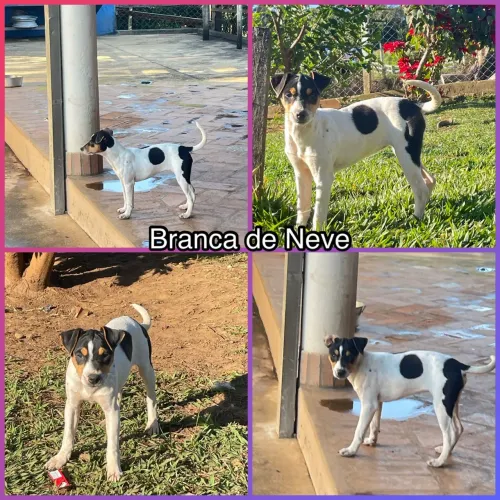 Fox paulistinha Terrier Brasileiro 