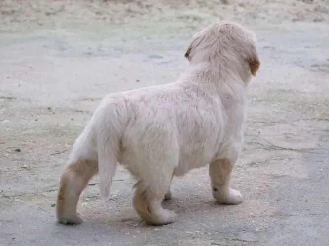 Golden retriever Fêmea filhote com 56 dias vacinada com pedigree disponível em loja