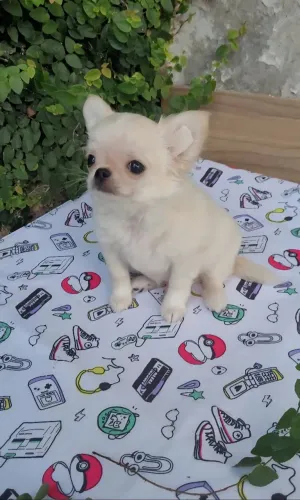 Chihuahua macho Pêlo longo creme. Um encanto de filhote!