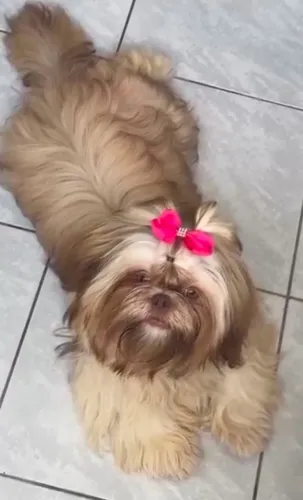 Shitzu fêmea