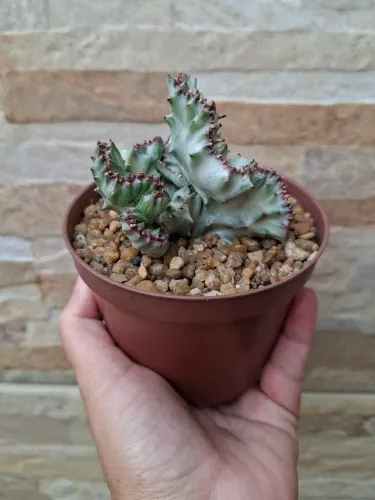 Euphorbia lactea cristata variegata pt11