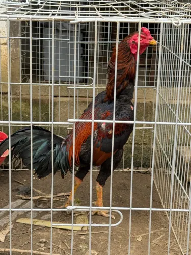 Galos índio