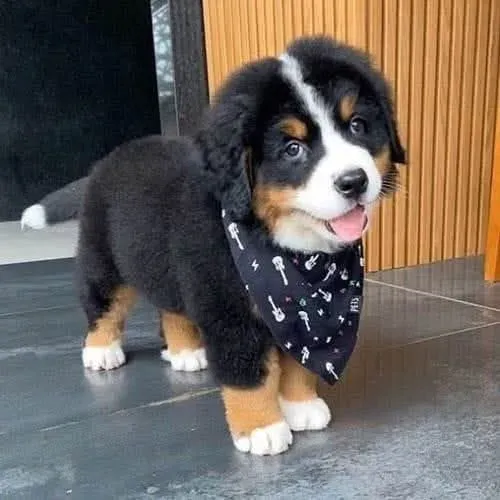 Filhotes de Bernese | Beleza que emociona!