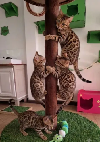 Gatos de bengala filhotes, bengal legítimo