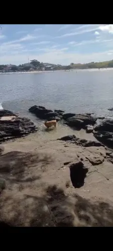 Passeador de cães 