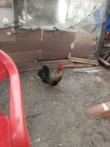 Só resta um galo da índia avia