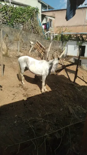Cavalo