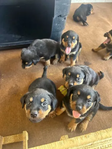 Doação de Filhotes de Rottweiler - Fofos e Saudáveis!