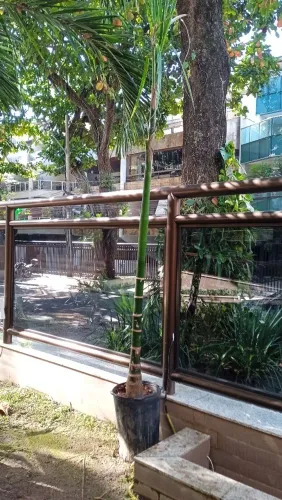 Palmeira a venda