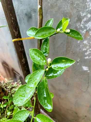 Frutífera produzindo