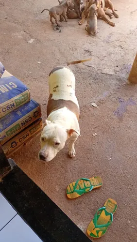Vendo filhotes de Pit Bull 2 macho e uma fêmea *