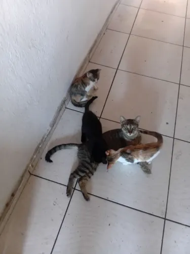 Doação de gatos