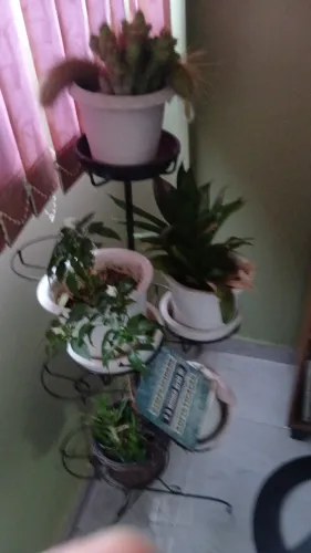 Suporte de plantas com vasos.
