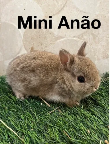 Mini coelhos