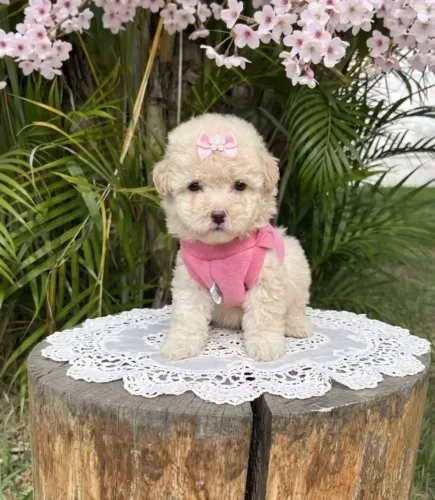 Poodle toy Aceito cartão,parcelo.