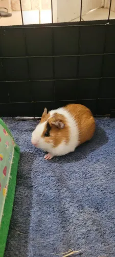 Doação porquinho da índia
