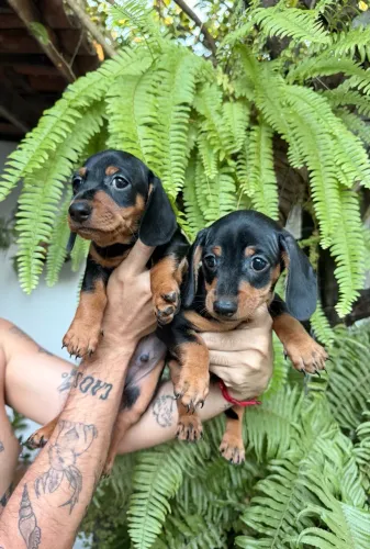 FILHOTE SALSICHA - PRETO COM CANELA
