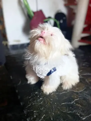 Lindos bbs shi Tzu albinos olhos azuis trufinha rosa raridade!