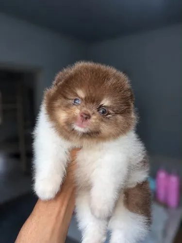 Spitz alemão/ Lulu da pomerania
