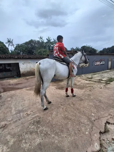 Cavalo manso