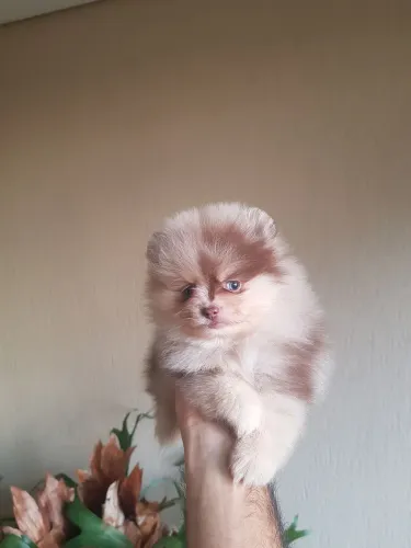 Spitz alemão 