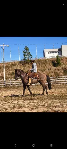 Criolo gira esbarra muito bem domado cavalo ligeiro