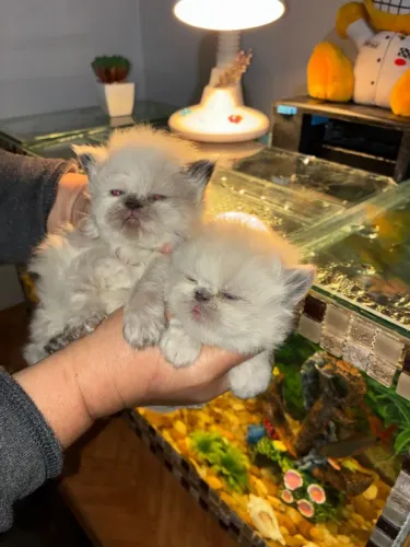 Gatinhos Persas e Himalaios