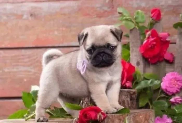 Pug Filhotes Pura Paixão. 